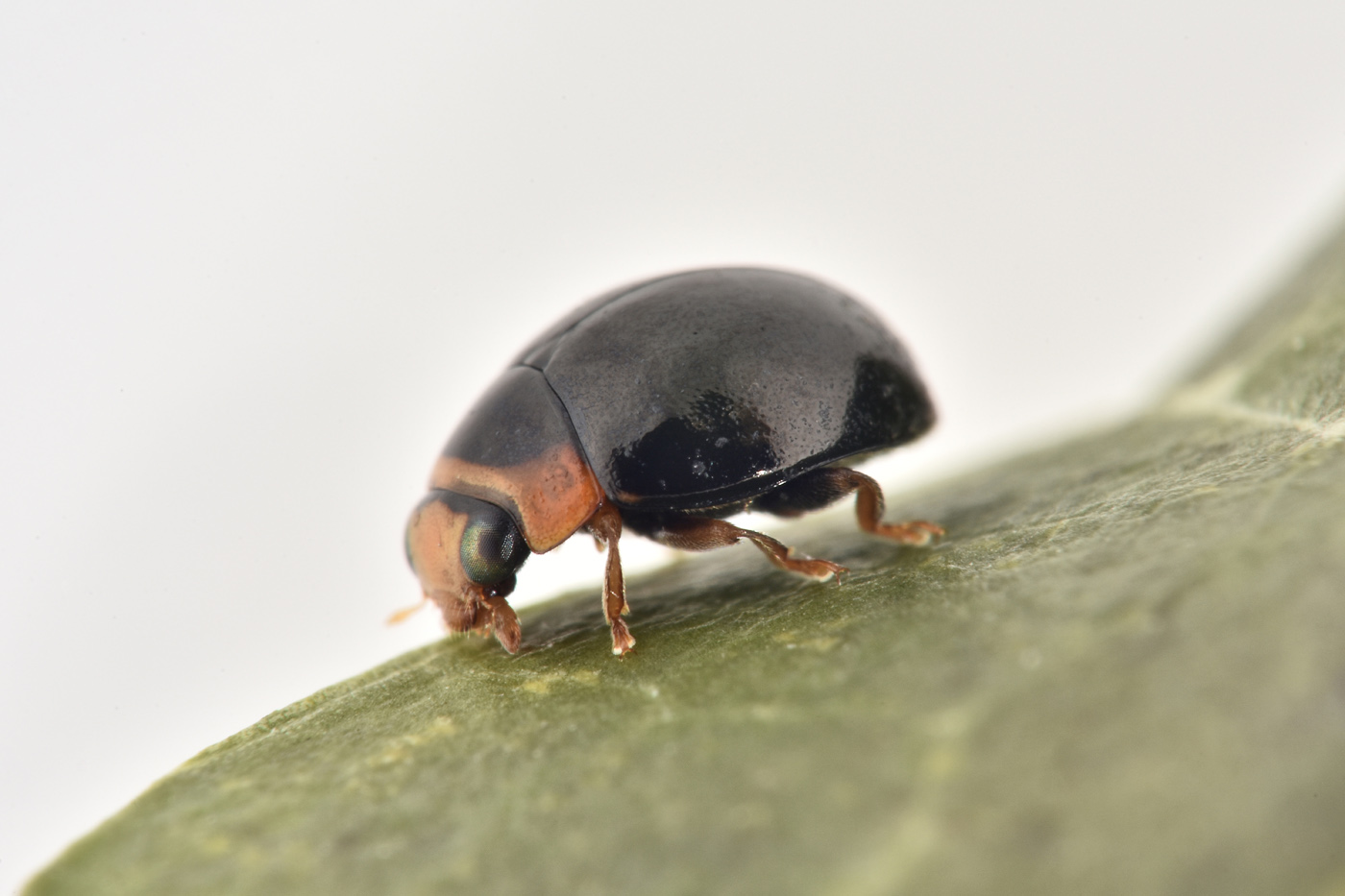 Coccinellidae: Hyperaspis sp? S.